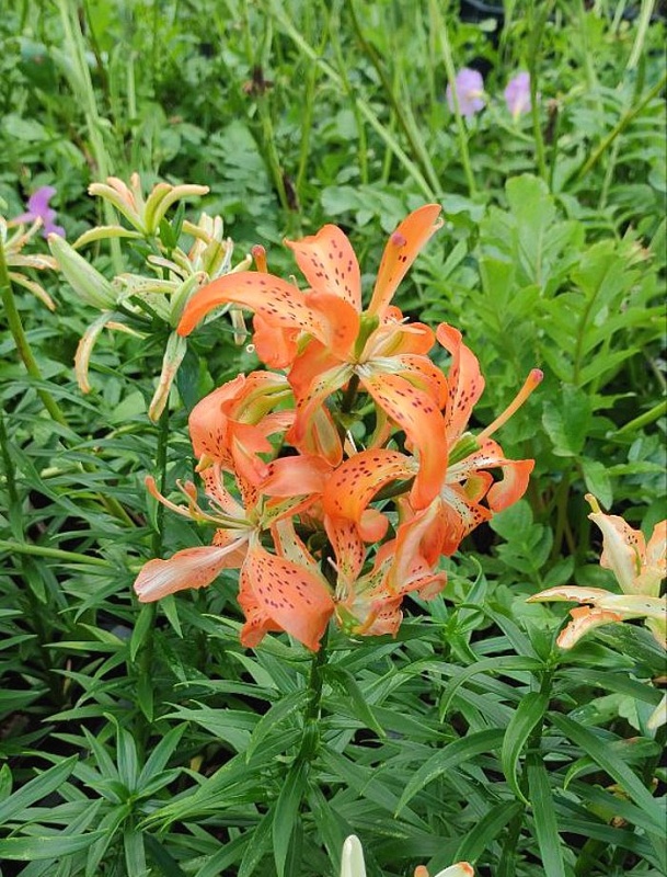 Лилия Маст Си 